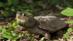 Найбільш небезпечні черепахи та ящірки на планеті