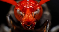 Найбільш небезпечні комахи