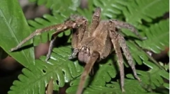 Найбільш небезпечні павуки