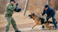 Найбільш небезпечні породи собак