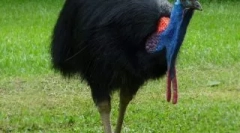 Найбільш небезпечні птахи у світі, які краще не падати на шляху