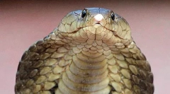 Найнебезпечніші рептилії