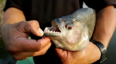 Найбільш небезпечна риба