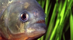 Найбільш небезпечні водні тварини