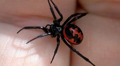 Найбільш небезпечні тварини, комахи та рептилії, що живуть у росії (частина 1)