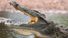 Найбільш небезпечні тварини у світі