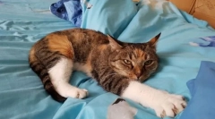 Найпопулярніші котячі породи