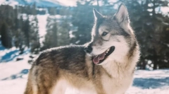 Найбільш популярні породи собак