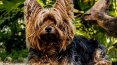 Найпопулярніші породи