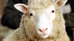 Найпопулярніші тварини у світі