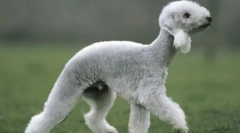 Найбільш химерні породи собак у світі