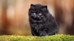 Найбільш пухнасті кішки