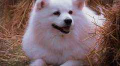 Найбільш пухнасті породи собак у світі