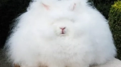 Найбільш пухнасті тварини на планеті