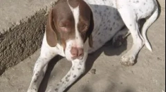 Найбільш рідкісні і зникаючі породи собак