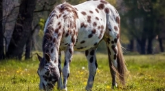 Найбільш рідкісні коні