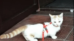 Найбільш рідкісні котячі породи