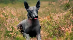 Найбільш рідкісні породи собак у світі