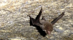 Рідкі тварини: 10 вимерлих видів