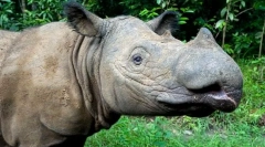 Найбільш рідкісні тварини у світі