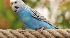 Найбільш папуги