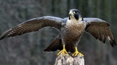 Най-най. Записи з світу птахів