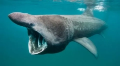 Най-най. Записи з світу риби