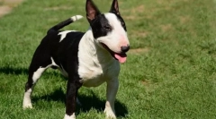 Найважча собака підготовлена