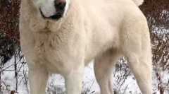 Спокішні породи собак