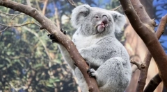 Найбільш розслаблені тварини у світі