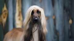 Найдавніші породи собак у світі