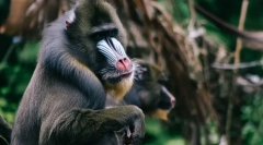 Найстрашніші тварини у світі