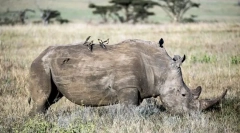 Важкі тварини у світі