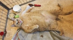 Найгірші кішки та кішки у світі: рейтинг рекордів та наслідки ожиріння