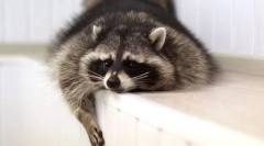 Найрозумніші тварини