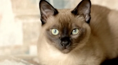 Найрозумніші породи котів