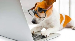 Найбільш розумні породи собак у світі