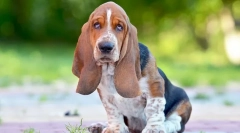 Найбільш наполегливі породи собак - фотографії та опис