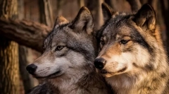 Найбільш вірні тварини