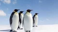 Найбільш нескінченні тварини у світі