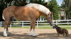 Найвищі породи коней