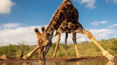 Найвищі тварини у світі