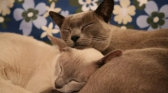 Здорові котячі породи