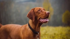 Найбільш здорові породи собак за ветеринарами