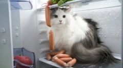 Найбільш жорстокі кішки вбивця: топ-5 історій