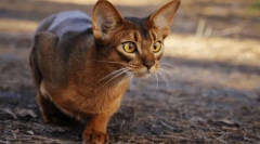 Найбільш злі кішки: 5 агресивних порід