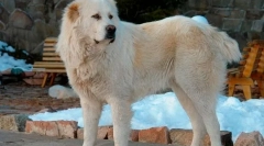 Найбільш злі породи собак