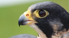 Найбільш слізні птахи