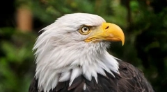 Найбільш слізні тварини