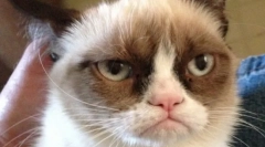 Найсумніший кіт (фото): все про пухнасті знаменитості